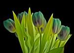 tulips web